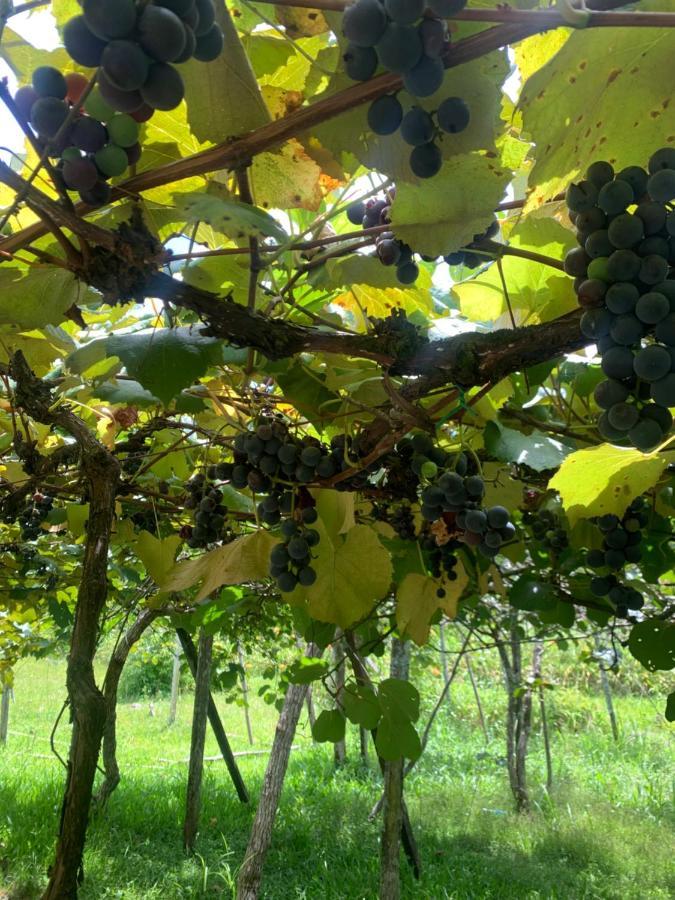 Sitio Vale Dos Vinhedos Villa Bento Gonçalves Eksteriør bilde